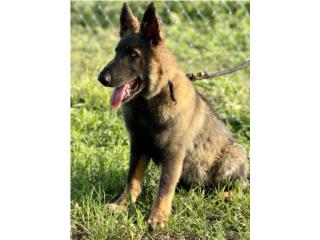 German Shepherd AKC , RM Pets