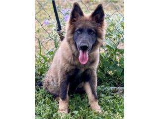 German Shepherd long hair akc, RM Pets