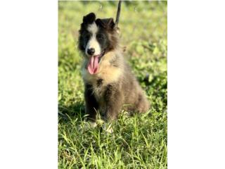 German Shepherd AKC , RM Pets