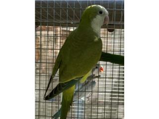 Quaker macho verde con adn, RM Pets