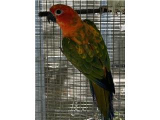 Sun conure hembra 425, RM Pets