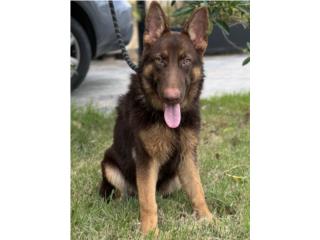 German Shepherd liver AKC, RM Pets