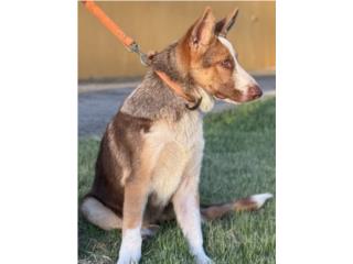 German Shepherd liver panda AKC, RM Pets