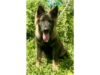 German Shepherd AKC , RM Pets