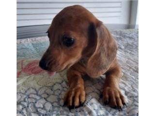 Salchicha hembra red dapple hembra , Dachshund World