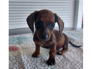 Salchicha miniatura red brindle, Dachshund World