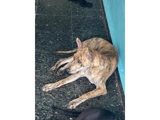 Baby Tiger Girl Puppy Phu Quoc Ridgeback , Vietnamese Ridgeback Perros