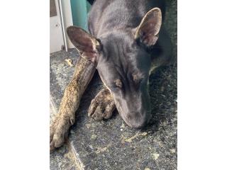 Boy Puppy! Phu Quoc Ridgeback! Oni, Vietnamese Ridgeback Perros