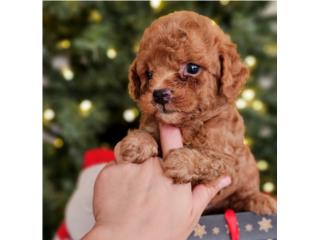 Toy poodle red, Puppy Dreams PR