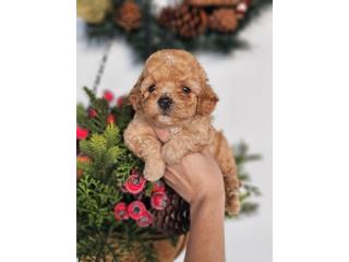 Toy poodle Teddy Face, Puppy Dreams PR