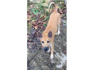 Sweet Girl Female Puppy Phu Quoc Ridgeback, Vietnamese Ridgeback Perros