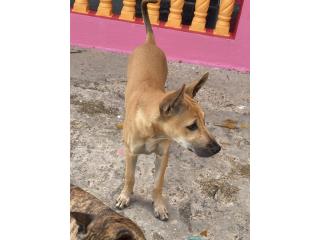 Honey Phu Quoc Ridgeback Golden Girl , Vietnamese Ridgeback Perros