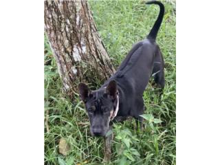 Oni! Phu Quoc Ridgeback, 4.5 months Boy, Vietnamese Ridgeback Perros