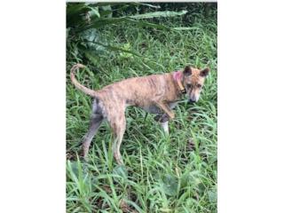 Girl Tiger Puppy! Phu Quoc Ridgeback!, Vietnamese Ridgeback Perros