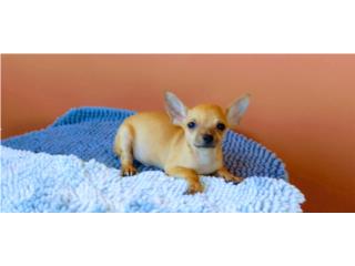 BELLOS TOY CHIHUAHUA CON PAPELES-VACUNAS, Puppy world