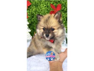 POMERANIAN TOY NENE CON PAPELES , LITTLE PET SHOP