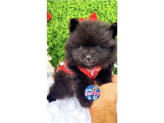 POMERANIAN TOY NENE CON PAPELES , LITTLE PET SHOP