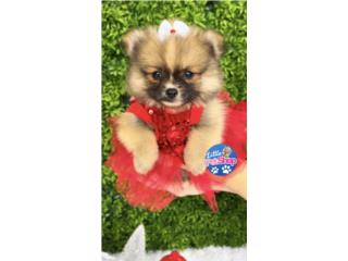 POMERANIAN TOY NENA CON PAPELES , LITTLE PET SHOP