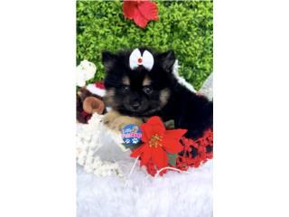 POMERANIAN TOY NENA CON PAPELES , LITTLE PET SHOP