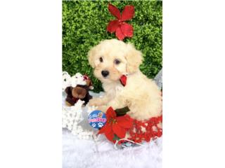 MALTIPOO TOY NENE , LITTLE PET SHOP