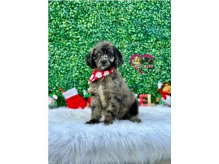 Mini Goldendoodle Nene, Happy Tails PR 