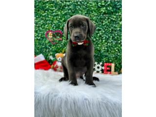 Labrador Silver , Happy Tails PR 