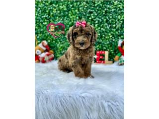 Mini Doodle Nena , Happy Tails PR 