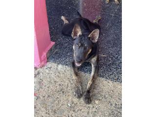 Boy Puppy, Phu Quoc Ridgeback!, Vietnamese Ridgeback Perros