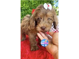 DOODLE MINI NENA CHOCOLATE , LITTLE PET SHOP