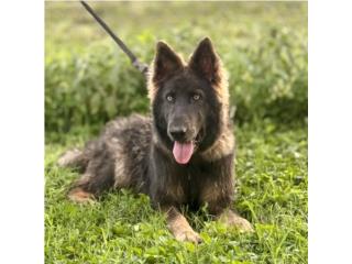 German Shepherd AKC , RM Pets