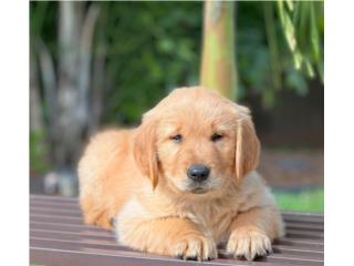 GOLDEN RETRIEVER AKC SUPER BIG BONE , Puppy Guy