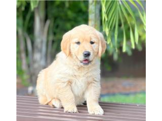 GOLDEN RETRIEVER LIGHT GOLDEN AKC, Puppy Guy