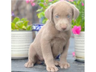 LABRADORES SILVER Y CHOCOLATES , Puppy Guy