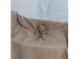 POMERANIAN TOY HEMBRA GOLD, Puppy