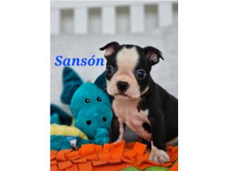 boston terriers con papeles, Exotic Pets PR.