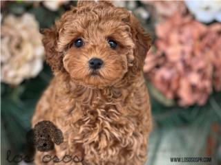 Puerto Rico Toy Mini Poodle - Los Osos PR, Perros Gatos y Caballos