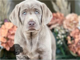 Puerto Rico Labrador Silver -  Los Osos PR, Perros Gatos y Caballos