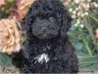 Puerto Rico Mini Toy Poodle - Los Osos PR, Perros Gatos y Caballos