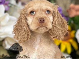 Puerto Rico Cocker Spaniel - Los Osos PR, Perros Gatos y Caballos