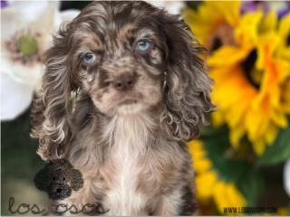 Puerto Rico Cocker Spaniel Merle - Los Osos PR, Perros Gatos y Caballos