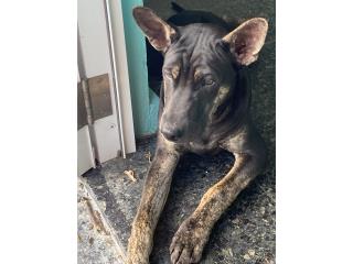 Boy Puppy! Phu Quoc Ridgeback! Purebred!, Vietnamese Ridgeback Perros