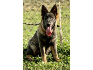 German Shepherd Long Herd, RM Pets