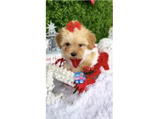 MALTIPOO TCUP NENA , LITTLE PET SHOP