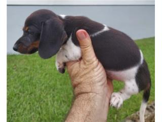 Salchichas machos, Dachshund World