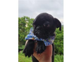 MINI PUG MACHO Precioso, PUPS