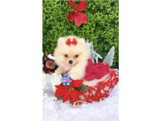 POMERANIAN TOY NENA CON PAPELES , LITTLE PET SHOP