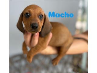 Puerto Rico Perro Salchicha (Dachshund) , Perros Gatos y Caballos