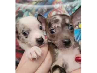 TOY CHIHUAHUA MACHO  Merle, PUPS