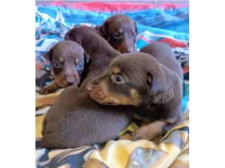 Puerto Rico Hermosos Doberman 100% puros con papeles , Perros Gatos y Caballos