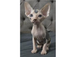 Puerto Rico Sphynx esfinge gato Calvo Mascotas Doodle perro, Perros Gatos y Caballos